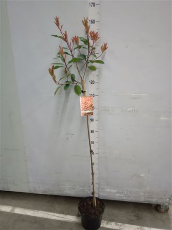 Photinia Fraseri - Red Robin 160 cm