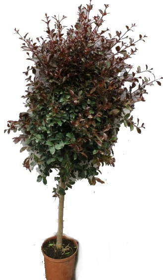 Pokojové rostliny - Vánoční třešeň - Martej - Eugenia Myrtifolia 180 cm strom