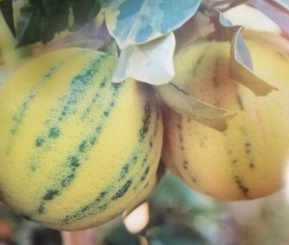 Pomerančovník Orange Arancio variegata - RARITA
