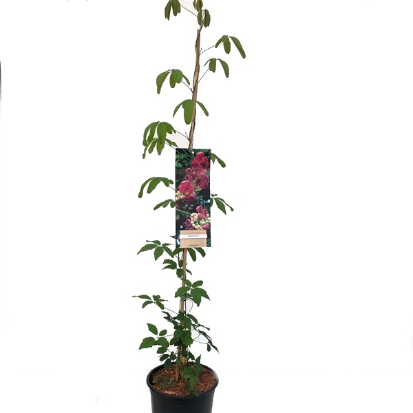 Popínavá rostlina Akebia quinata - Akébie pětičetná