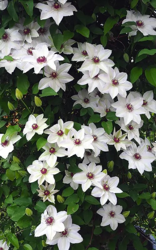 Popínavá rostlina Clematis Misas batemin bílá