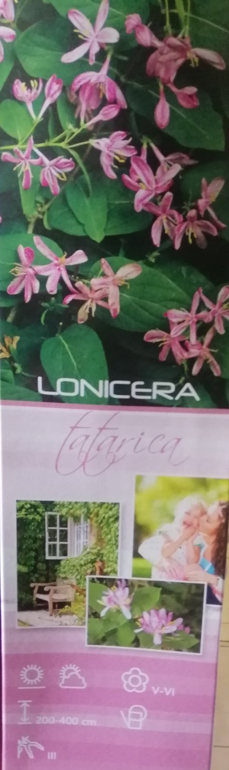 Popínavá rostlina - keř - Lonicera tatarica - Zimolez
