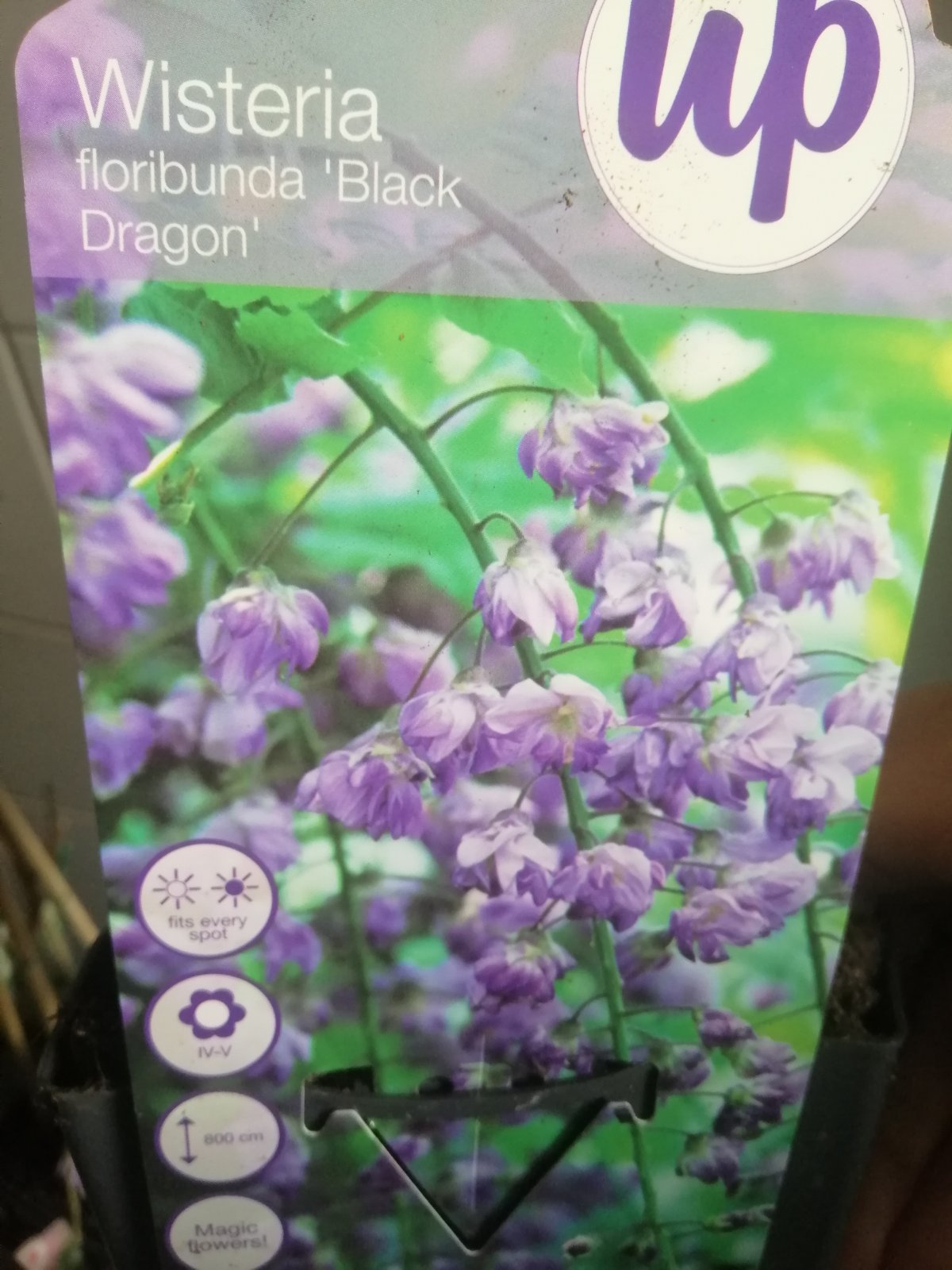 Popínavá rostlina Wisteria floribunda black dragon