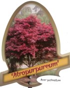 Acer palmatum mix (1/2)