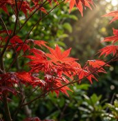 Acer palmatum Beni Maiko (2/2)