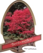Acer palmatum Beni Maiko (1/2)