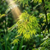 Acer palmatum Emerald Race (2/2)