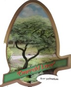 Acer palmatum Emerald Race (1/2)