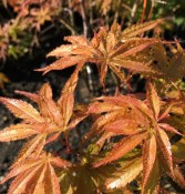 Acer palmatum Orange dream (2/2)