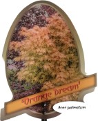 Acer palmatum Orange dream (1/2)