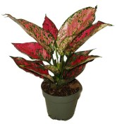 Aglaonema Spicy Pink 2.jakost