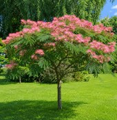 Albizia julibrissin Ombrella - Albízie hedvábná (2/2)
