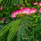 Albizia julibrissin Ombrella - Albízie hedvábná (1/2)