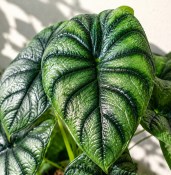 Alokázie - Alocasia dragon scale (2/2)
