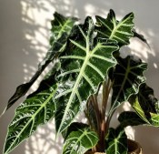 Alokázie - Alocasia poly (2/2)