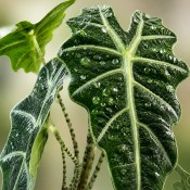 Alokázie - Alocasia Zebrina - obrovská (2/2)