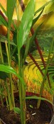 Alpinia galanga - galgán - modrý zázvor (1/2)