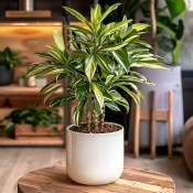 Alpinia zerumbet variegata - zázvor panašovaný (1/2)