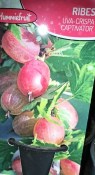Angrešt červený - Uva crispa rote (1/2)