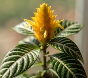 Aphelandra squarrosa 'Dania' - šafránová rostlina (2/2)