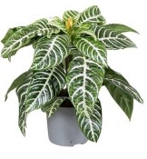 Aphelandra squarrosa 'Dania' - šafránová rostlina