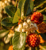 Arbutus Unedo velký strom 170 cm (2/2)