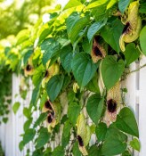 Aristolochia macrophylla XXL - Podražec velkolistý (1/2)