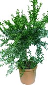 Australasica Finger Lime RARITA 80 - 110 cm (1/2)