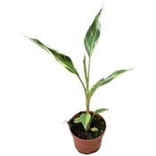 Musa acuminata Zebrina - Banánovník krvavý