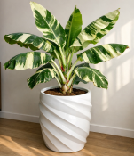 Banánovník Musa Florida Variegata (1/2)