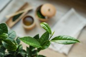 Čajovník - camellia sinensis velký květináč mnoho rostlin (2/3)
