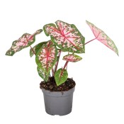 Caladium - Andělská křídla mix