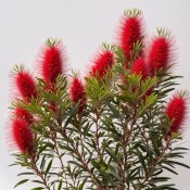 Callistemon laevis 2.jakost (1/2)