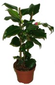 Camellia japonica - královna květin kamélie s pupeny růžovo R.L. Wheeler 2.jakost (2/2)