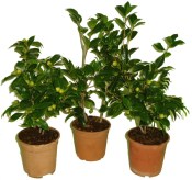Camellia japonica - královna květin kamélie s pupeny růžovo R.L. Wheeler 2.jakost (1/2)