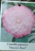 Camellia japonica - královna květin kamélie s pupeny růžovo R.L. Wheeler 2.jakost (3/3)