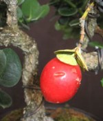Carissa macrocarpa - natalská švestka  (3/3)