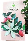 Carissa macrocarpa - natalská švestka  (1/3)