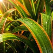 Chlorophytum orchidastrum Green Orange  (2/2)