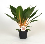 Chlorophytum comosum variegatum - zlatý pavoučinec (1/2)