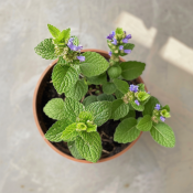 Chřipkovník Plectranthus spp. 2.jakost