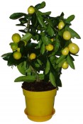 Citroník roubovaný - Lemon - plodí většinu roku 2.jakost (3/3)
