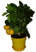 Citroník roubovaný - Lemon - plodí většinu roku 2.jakost (1/3)