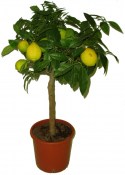 Citronovník Limone Rosso Rangpur RARITA (1/2)