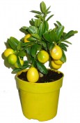 Citronovník Limonela  (1/2)
