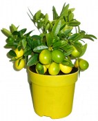 Citronovník Limonela  (2/2)