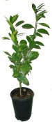 Citrumelo 