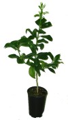 Citrumelo swingle