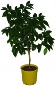 Citrus Bergamot Bergamotte 2.jakost (1/2)