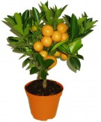 Calamondin - mandarinkový stromek sleva 30% (1/2)